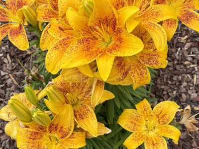 Day Lily 